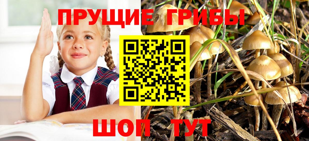 Карталы  Галлюциногенные грибы Magic Shrooms  что такое   Вход с VPN  Псилоцибиновые грибы мицелий 